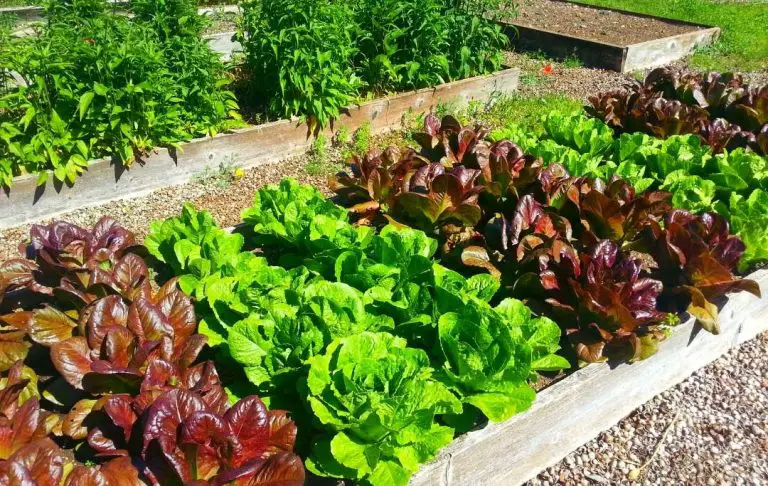 Best Vegetables To Grow In A Small Raised Bed Bed Gardening