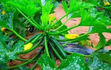How To Grow Zucchini In A Raised Garden Bed Bed Gardening