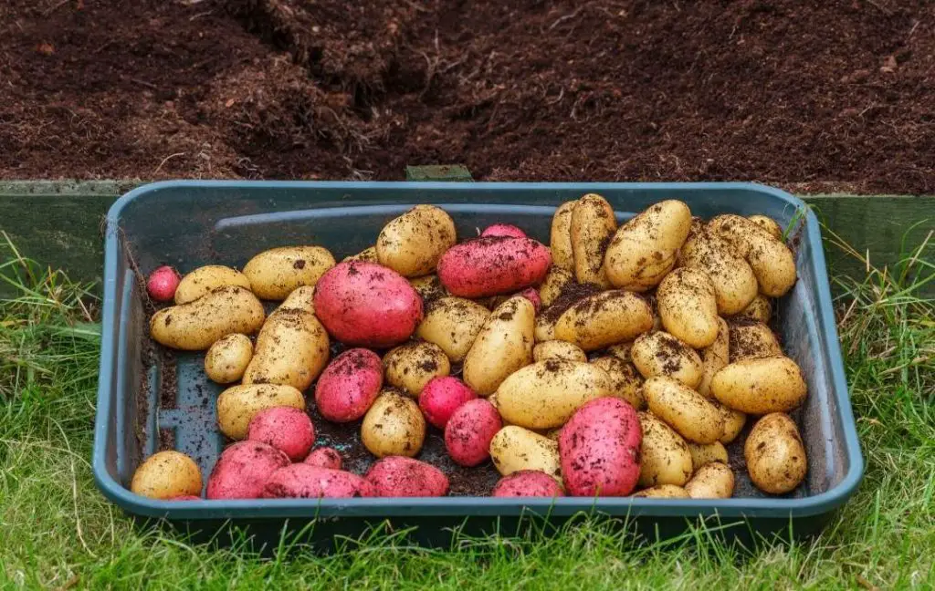 AN EASY WAY TO GROW POTATOES IN RAISED BED Bed Gardening