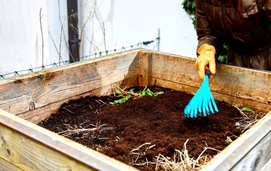 HOW TO GROW CORN IN A RAISED BED? Bed Gardening