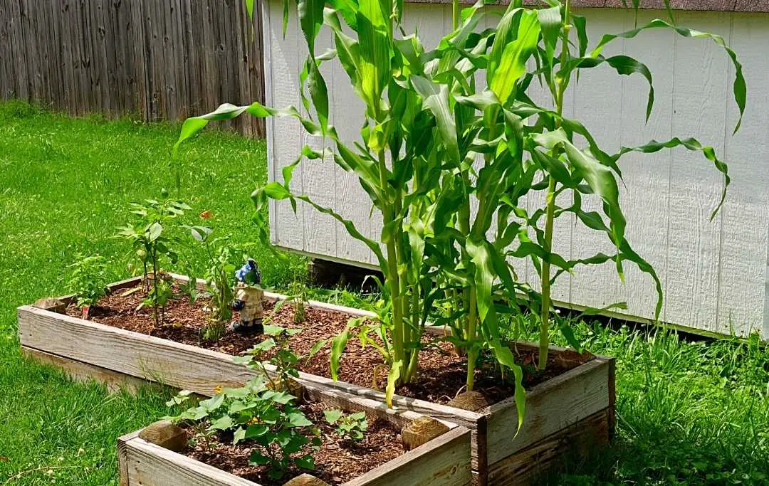 HOW TO GROW CORN IN A RAISED BED? Bed Gardening