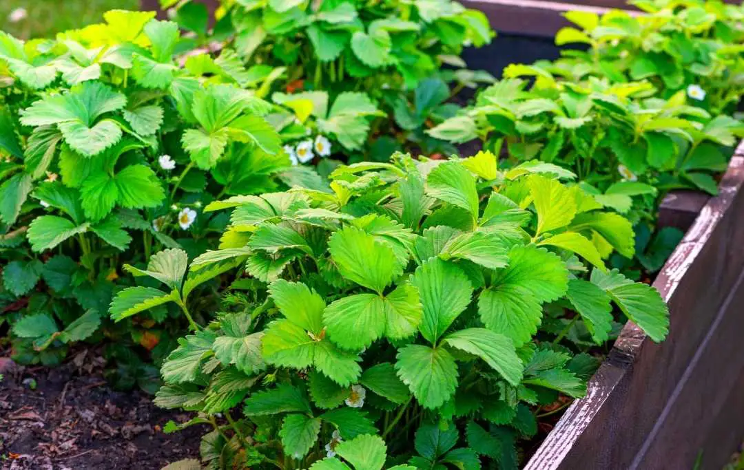 HOW TO GROW STRAWBERRIES IN A RAISED BED? – Bed Gardening