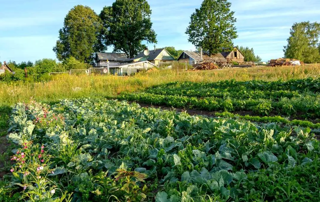 How To Start A Permaculture Kitchen Garden? – Bed Gardening