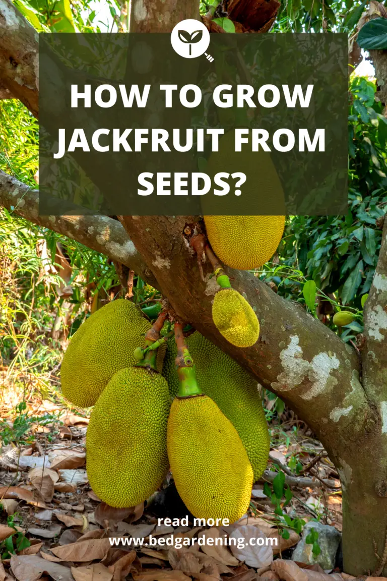 How To Grow Jackfruit From Seeds Bed Gardening