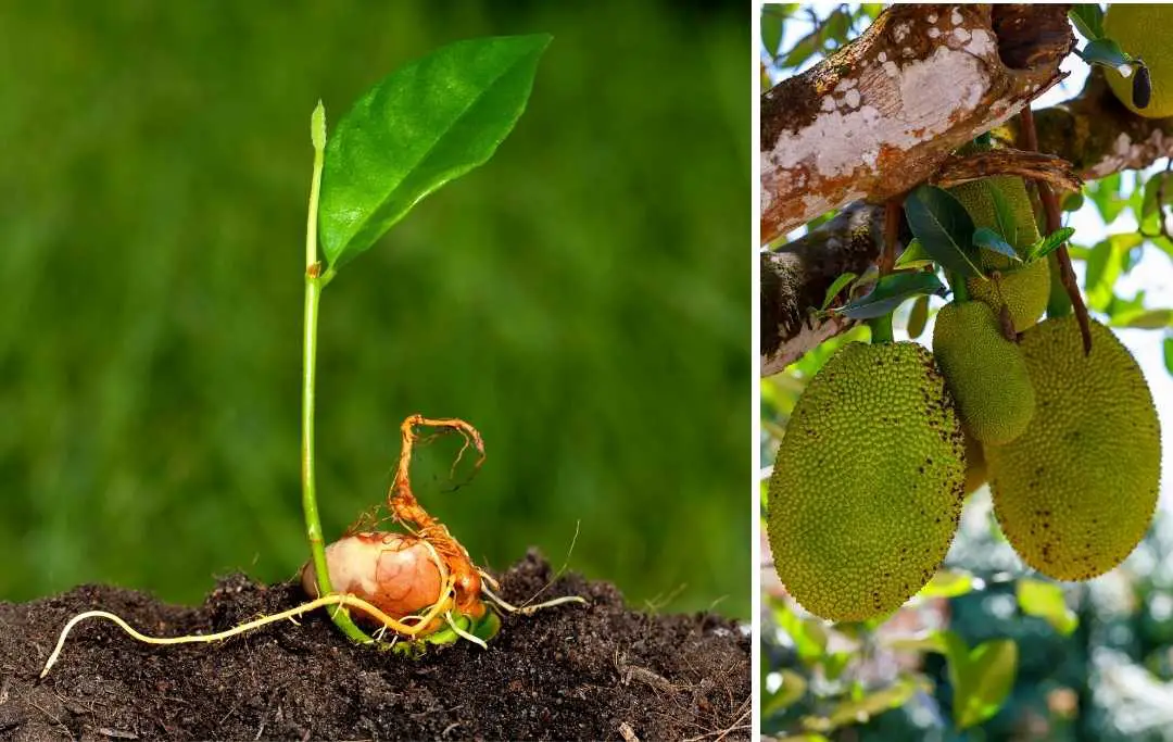 How To Grow Jackfruit From Seeds Bed Gardening