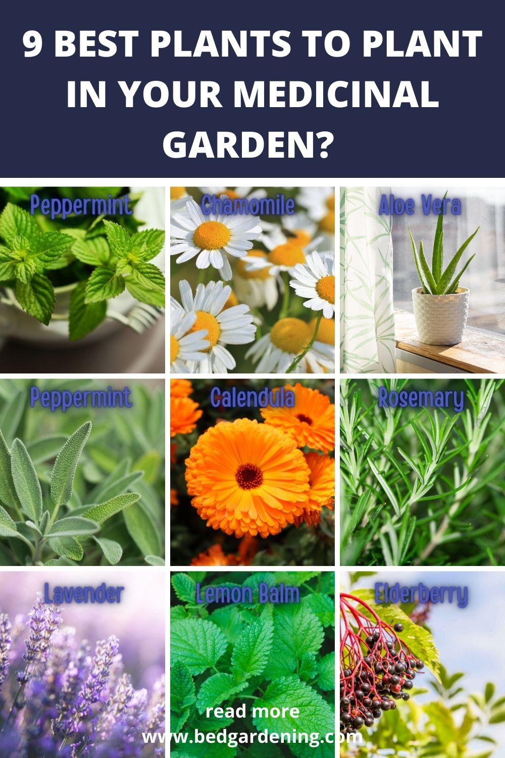 What To Plant In Your Medicinal Garden? – Bed Gardening