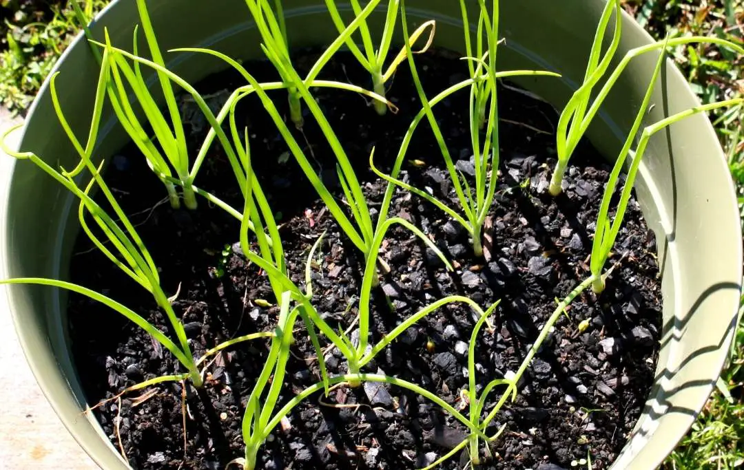 Grow Red Onions In Containers Bed Gardening