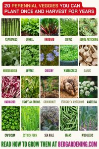 20 Perennial Veggies You Can Plant Once And Harvest For Years – Bed ...
