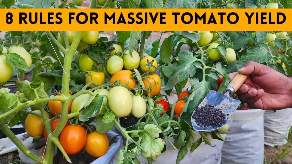 Unlock The Secret: Follow 8 Rules For Massive Tomato Yield In ...